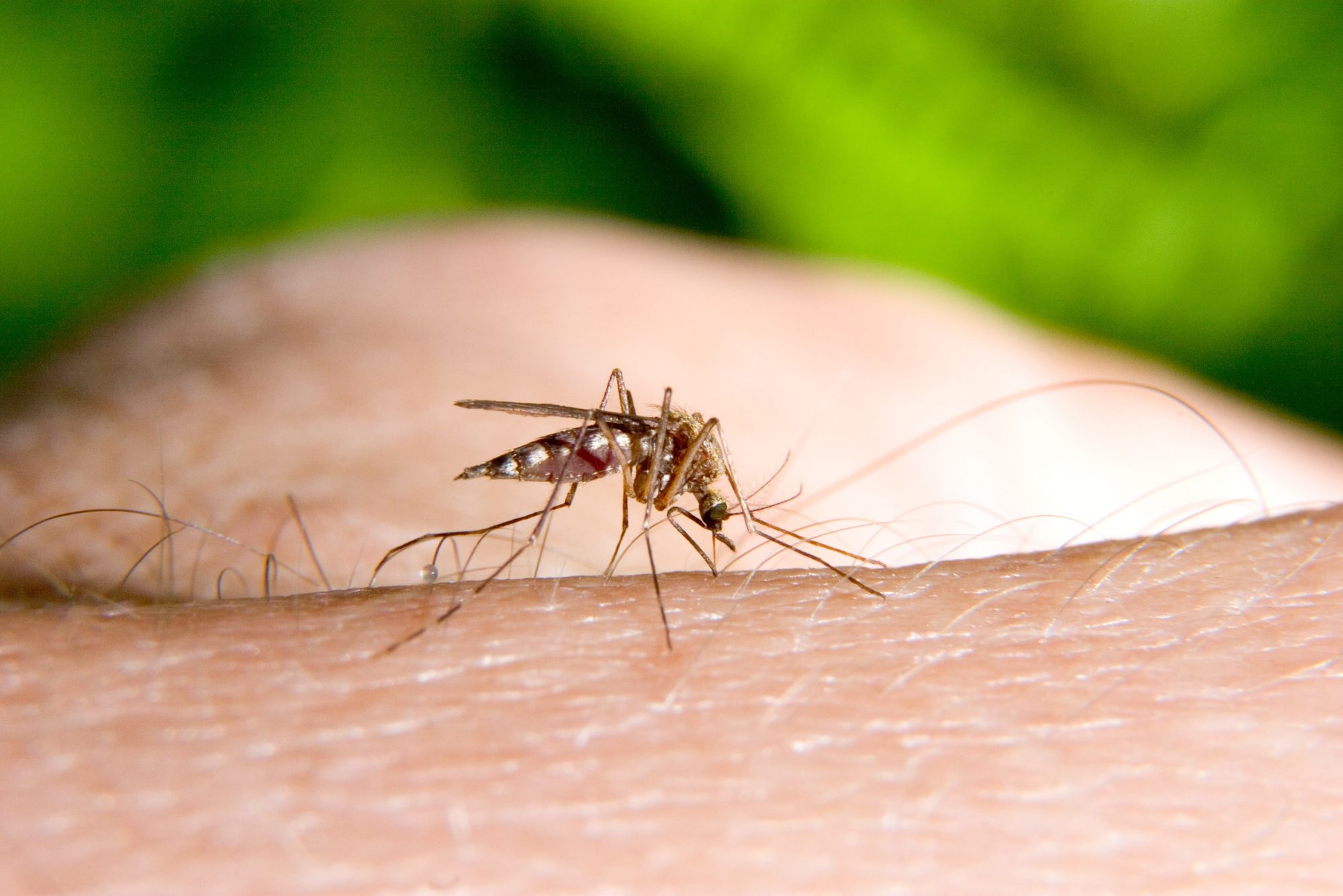 mosquito